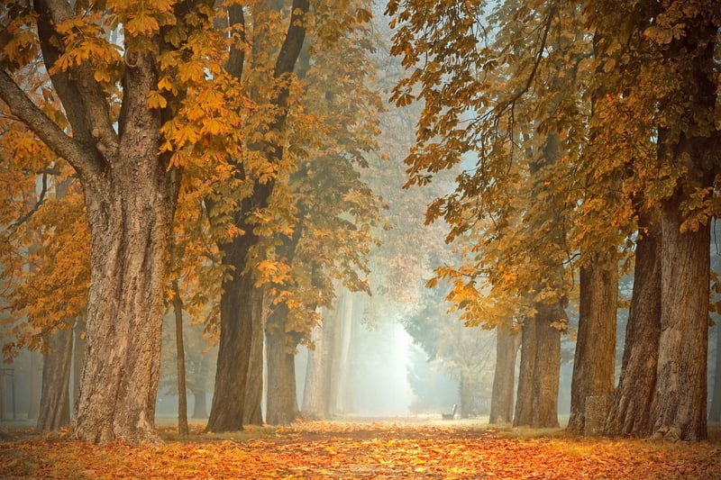 Earthy Colors