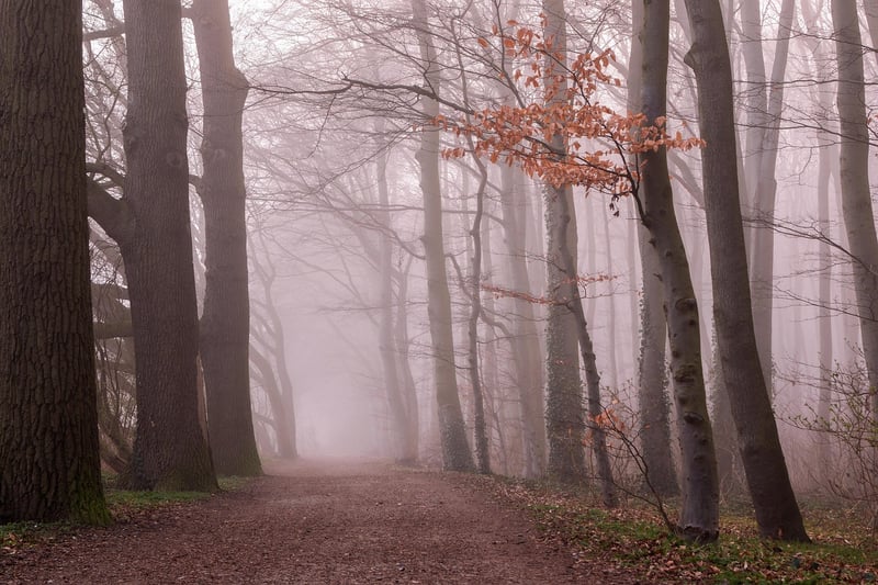 Enchanted Forest