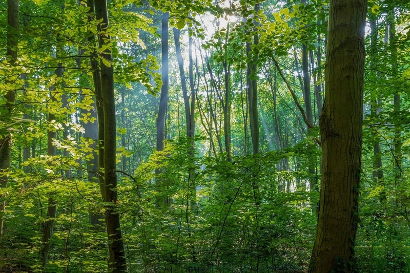 Sunlit Woods