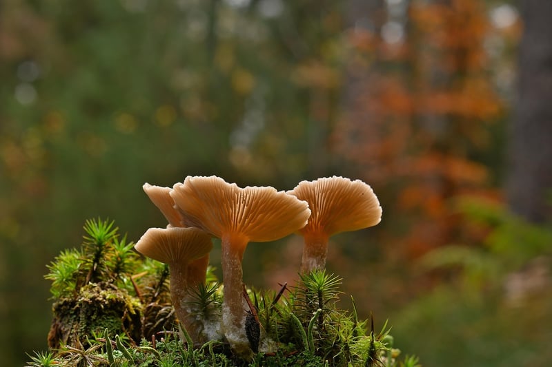 Foraged Mushrooms