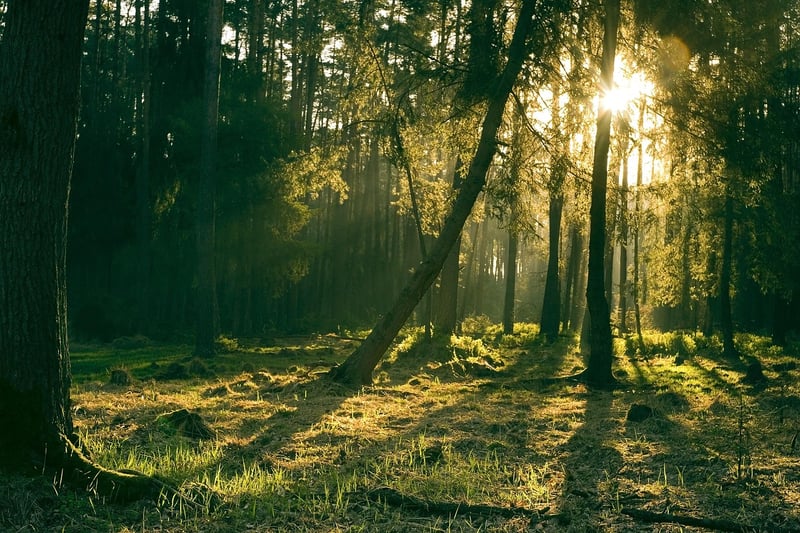 Mystical Woods
